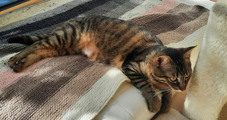 Adopter Lászlo