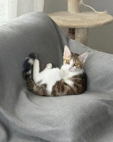 Adopter Laya