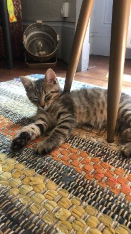 Adopter Léo