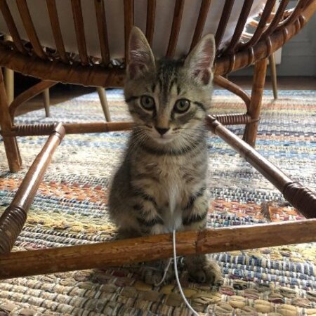 Adopter Léo