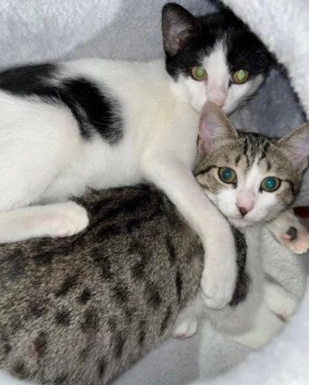 Adopter Leo et lea