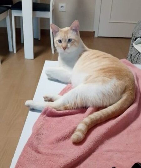 Adopter Leon