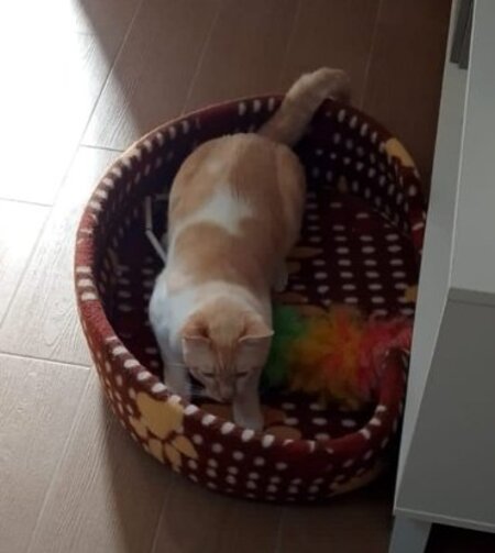 Adopter Leon