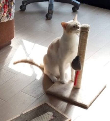 Adopter Leon