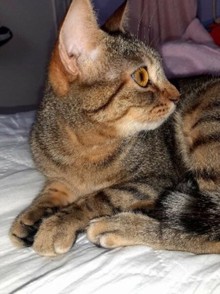 Adopter Lili