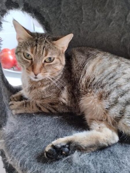 Adopter Lili