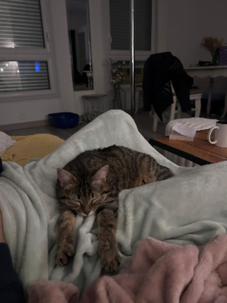 Adopter Lilie