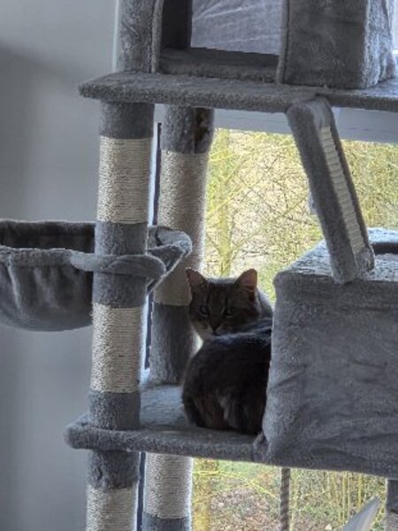 Adopter Lilloute