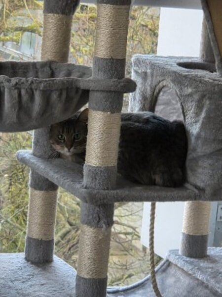 Adopter Lilloute