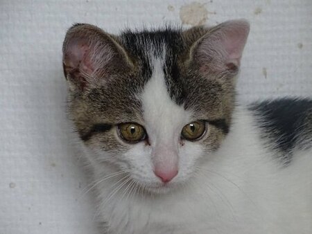 Adopter Bunny