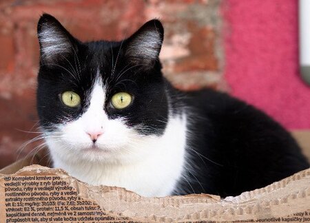Adopter Lily