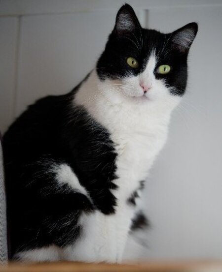 Adopter Lily