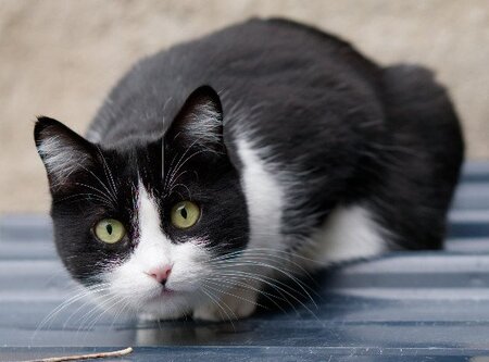 Adopter Lily