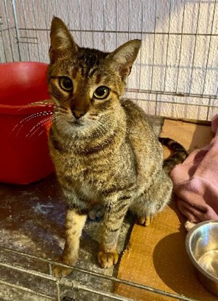 Adopter Lily