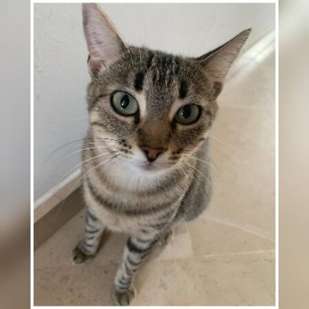 Adopter Lisa