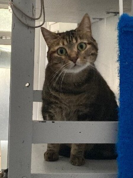 Adopter Lois