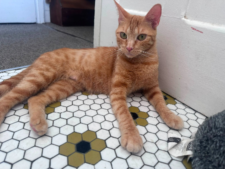 Adopter Lola