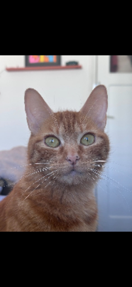 Adopter Lola
