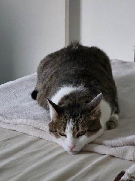 Adopter Lou