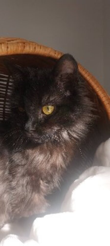 Adopter Loucha
