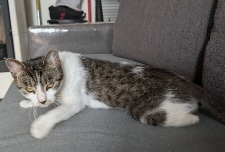 Adopter Louisa