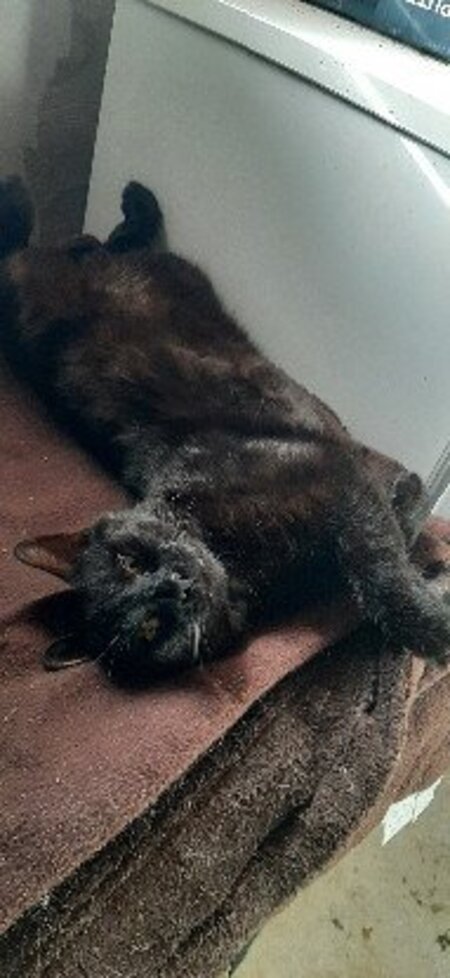 Adopter Loulou