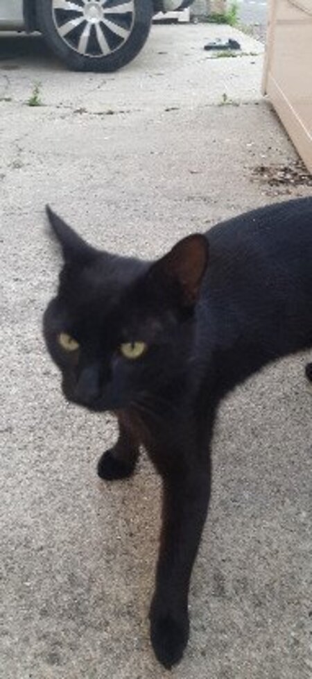 Adopter Loulou