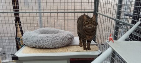 Adopter Love