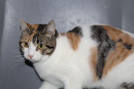 Adopter Love