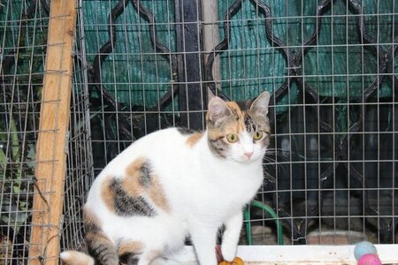 Adopter Love