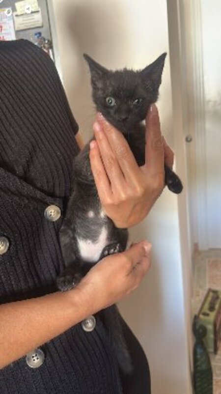 Adopter Lucio