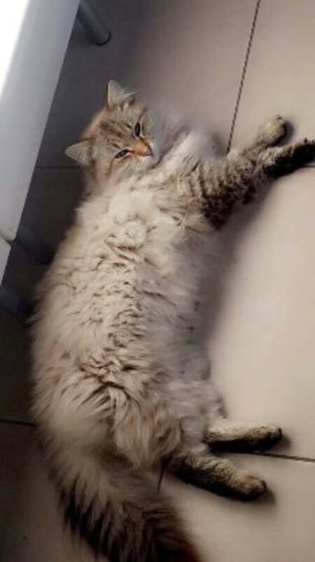Adopter Lucky