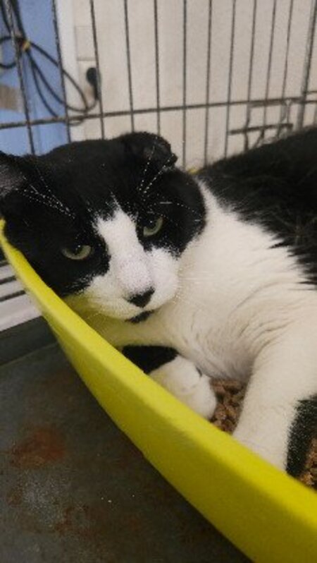 Adopter Lucky