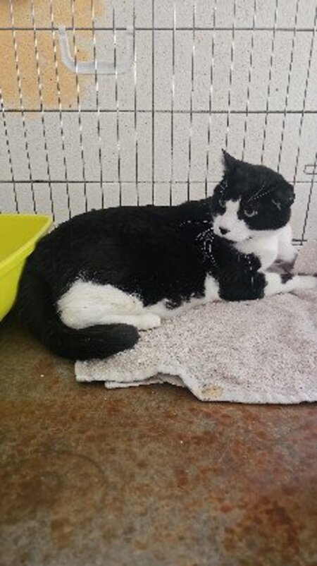 Adopter Lucky