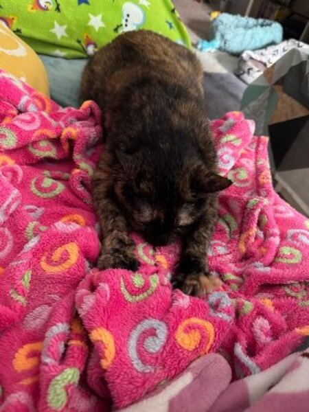 Adopter Lucy