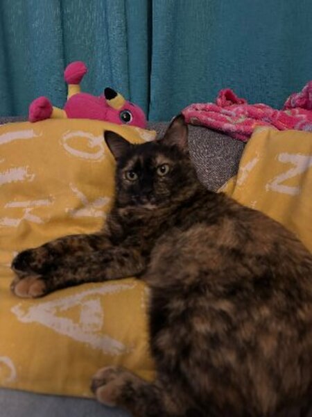 Adopter Lucy
