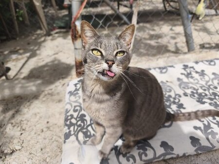 Adopter Lucy