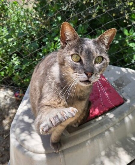 Adopter Lucy