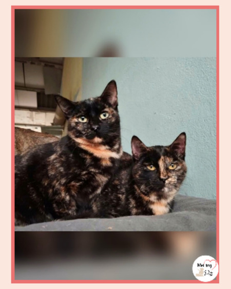 Adopter Lulu
