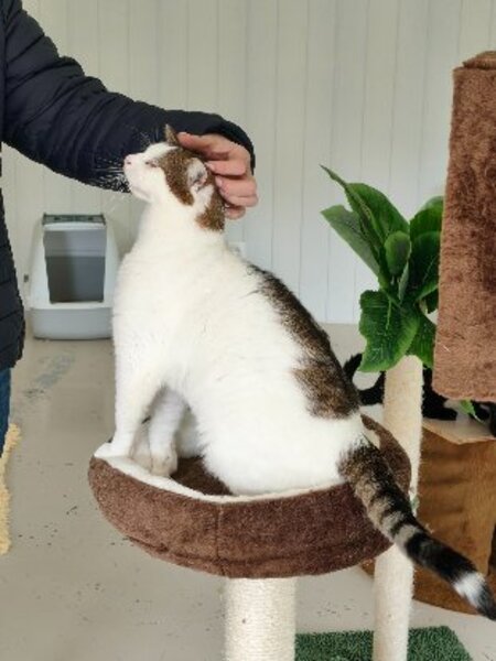 Adopter Lumy
