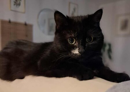 Adopter Luna