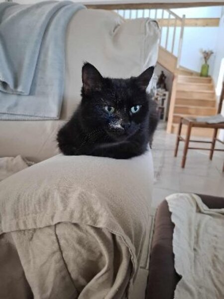 Adopter Luna