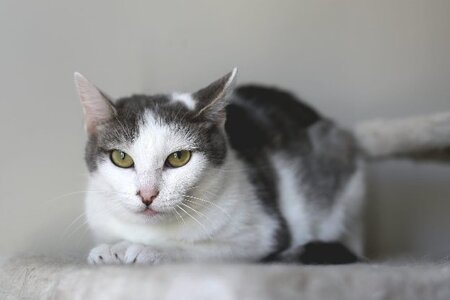 Adopter Luttie