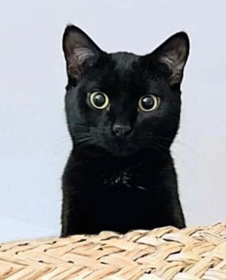 Adopter Lynette
