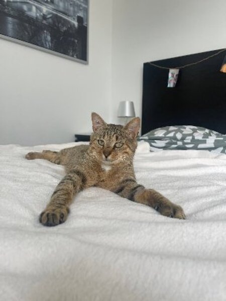 Adopter Macchiato