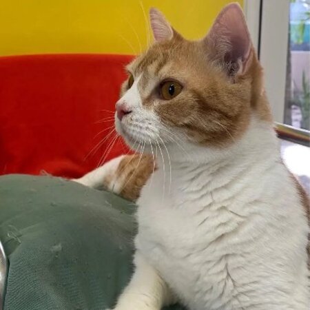 Adopter Machu