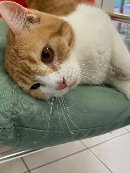Adopter Machu