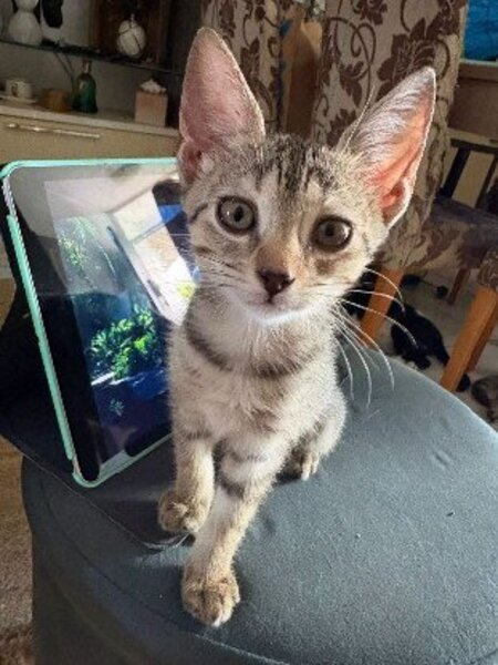 Adopter Maddy