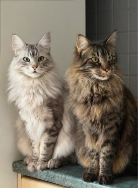 Adopter Maine et coon