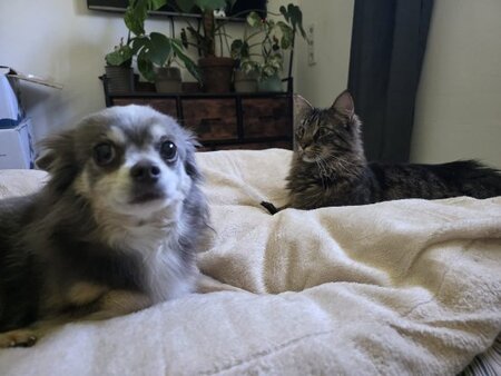 Adopter Maine et coon